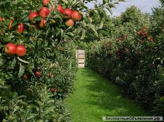 Рабочие на сбор яблока