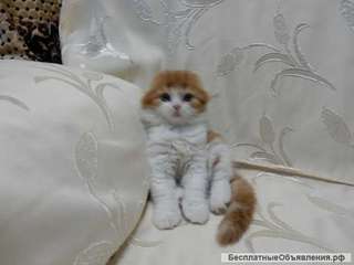 Ласковые шотландцы