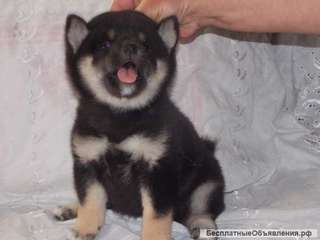 Сиба ину щенок