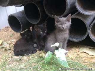 Озорные котята