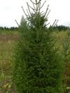 Саженцы Ель Сосна из Пермского края