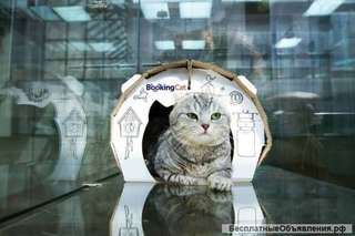 Гостиница для животных BookingCat