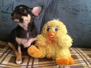 Девочка чихуахуа