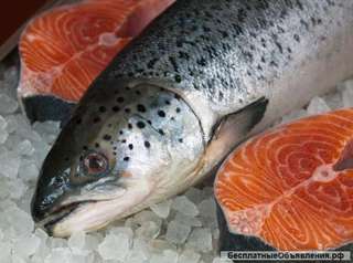 Форель, семга, рыба, морепродукты