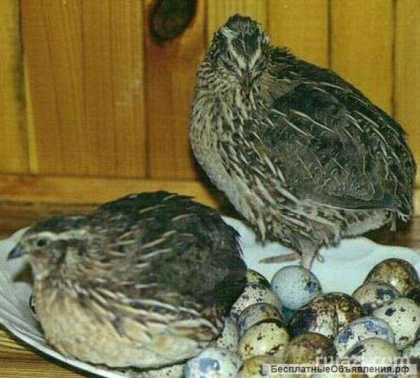 Перепелиного яйца и мясо перепелов