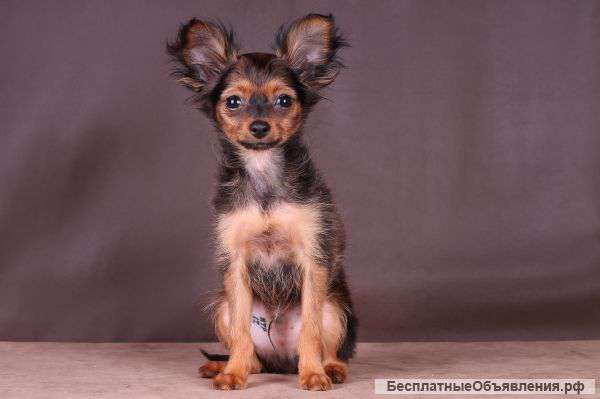 Породистые щенки русского тоя ищут своих хозяев