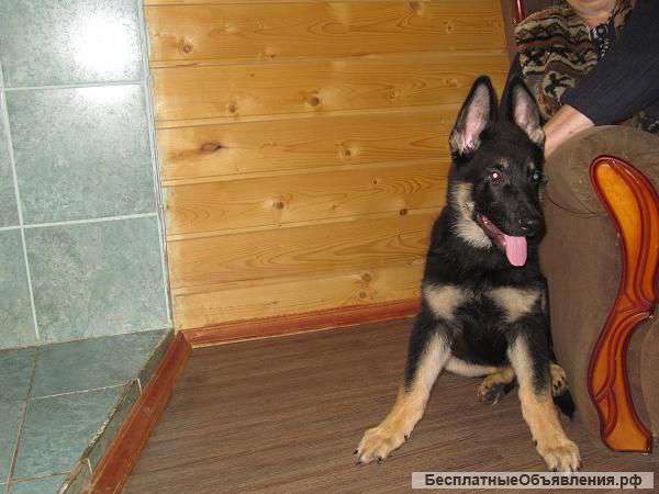 Восточноевропейской овчарки щенок. Кобель