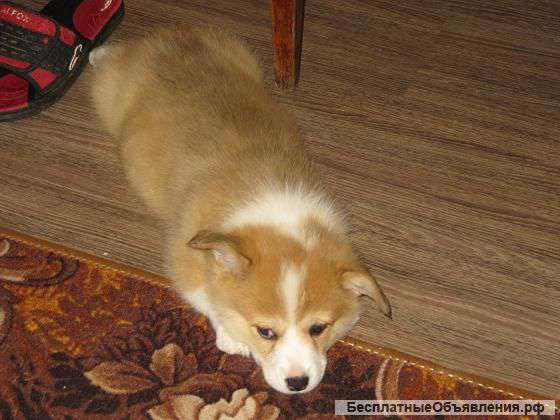 Вельш-корги-пемброк. Я маленькая овчарка