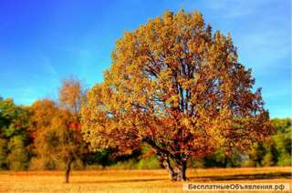 Диагностика и комплексный уход за деревьями