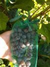 Сетки (мешочки) для защиты гроздей винограда от птиц и ос