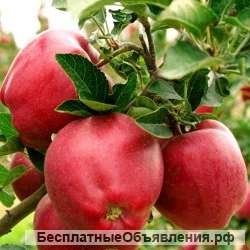 Сбор яблок (вахта)