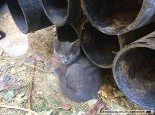 Котята пушистые