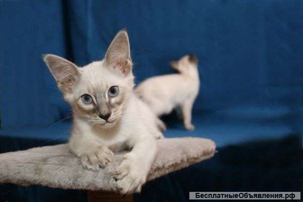 Котята балинезийской породы