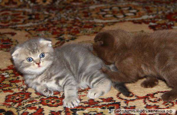 Вислоухие котята