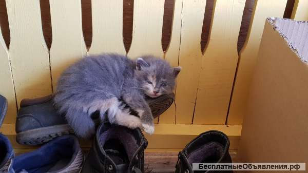 Маленькие котята в добрые руки