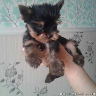 Йоркширский терьер-Девочка