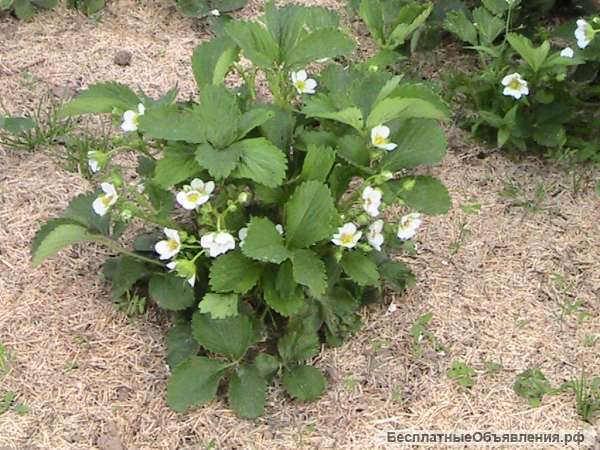 Мульча для Вас