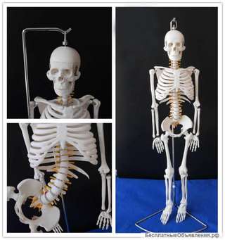 Модель скелета человека (гнущийся позвоночник)