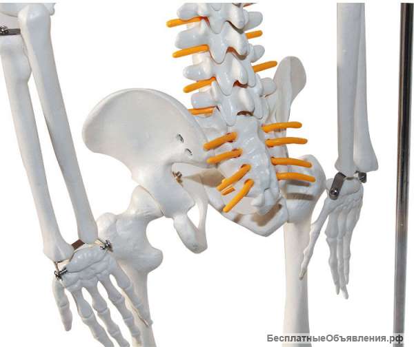 Модель скелета человека (гнущийся позвоночник)