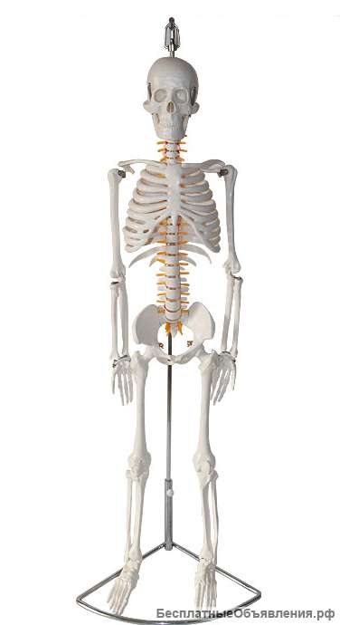 Модель скелета человека (гнущийся позвоночник)