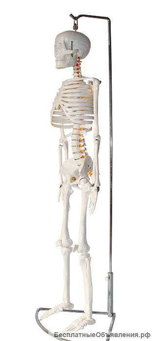 Модель скелета человека (гнущийся позвоночник)