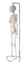 Модель скелета человека (гнущийся позвоночник)