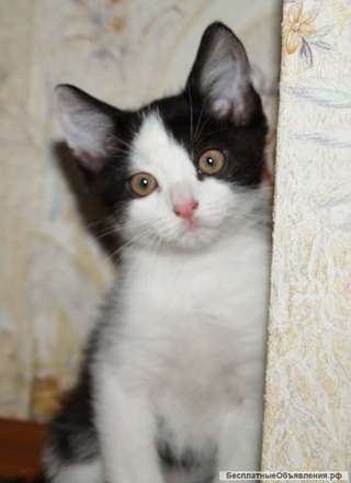 Два котёнка