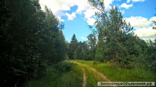 Чудесный земельный участок 2 Га. в лесу под строительство