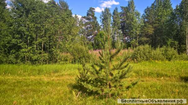 Чудесный земельный участок 2 Га. в лесу под строительство