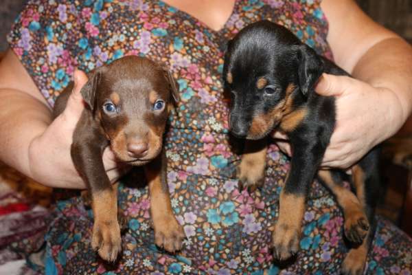 Щенки добермана