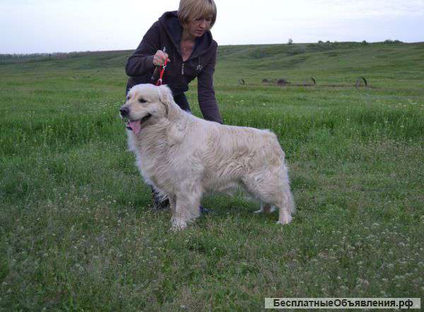 Щенки золотистого ретривера продаю