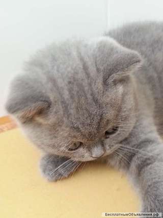 Шотландская кошечка