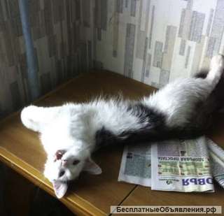 Атос котик