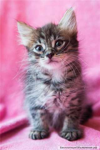 Котенок Сильва ищет дом