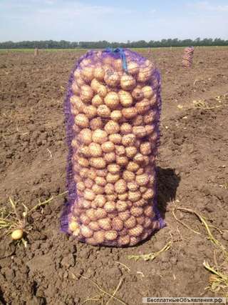 Реализуем картофель оптом от 20 т. на прямую c фермерского хозяйства. Без посредников 2018 года