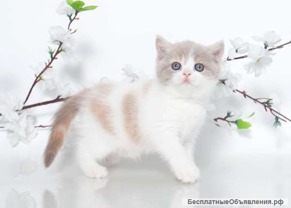 Великолепные Британские кш котята