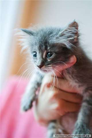 Котенок Анис ищет дом
