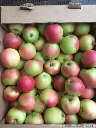 Яблоки на прямую от производителя.Без посредников.От 5 тонн