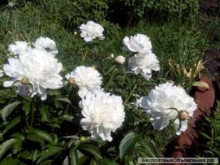 В черте города Новосибирска ДАЧА, СНТ "Заречный"