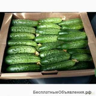 Свежие огурцы