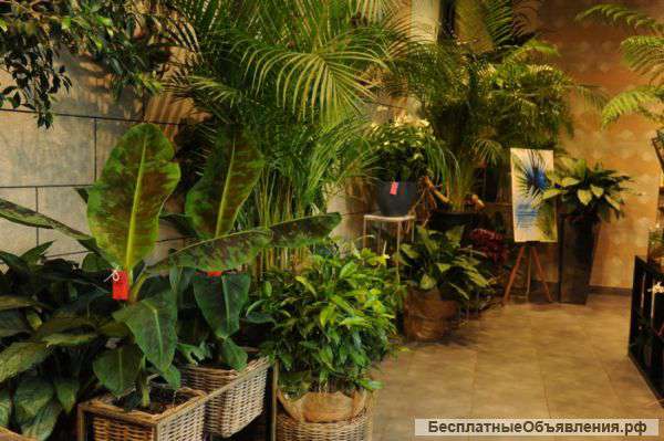 Озеленение интерьера. Зимний сад.