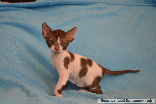 Котята Корниш рекс