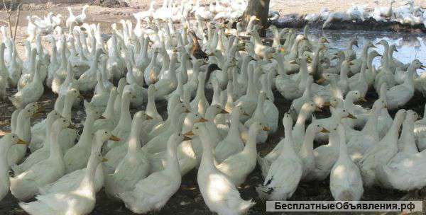Утки белые живым весом 300 штук