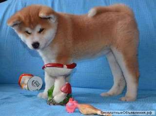 Девочки акита ину