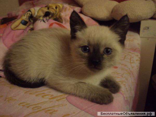 Отдам в добрые руки