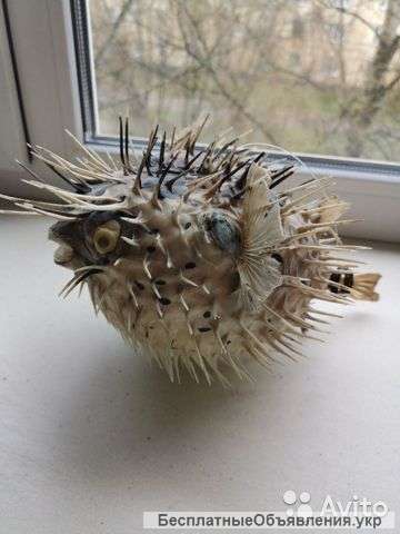 Сувенир-рыба фугу