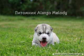 Девочка хаски, питомник