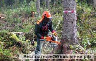 Требуется техника для заготови и уборки в лесу
