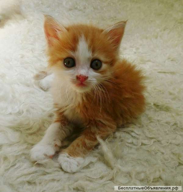 Маленький пушистик Вилли ищет семью