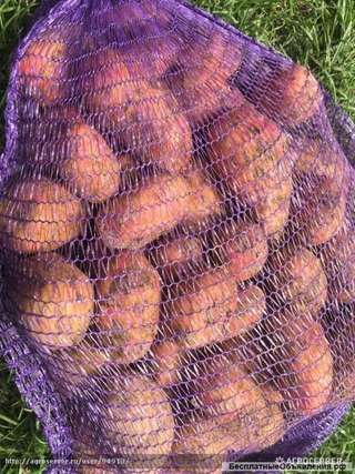 Картофель песочный оптом